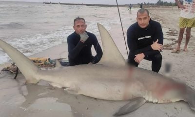 Pescadores cubanos capturan un tiburón martillo al norte de La Habana