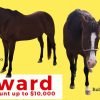 Recompensa de 10.000 dólares por pistas sobre la muerte de dos caballos en Miami-Dade4
