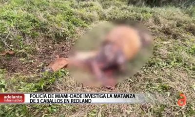 Encuentran restos de tres caballos en aérea rural de Miami-Dade “se llevaron la carne para comerla”