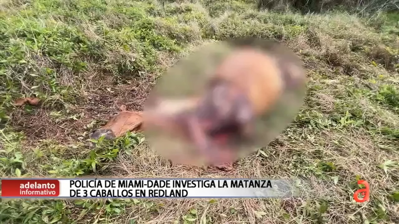 Encuentran restos de tres caballos en aérea rural de Miami-Dade “se llevaron la carne para comerla”