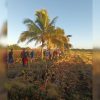 Peloteros de Granma trabajan en el campo en lugar de entrenar para la próxima Serie Nacional (1)