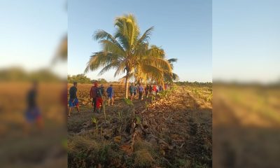 Peloteros de Granma trabajan en el campo en lugar de entrenar para la próxima Serie Nacional (1)