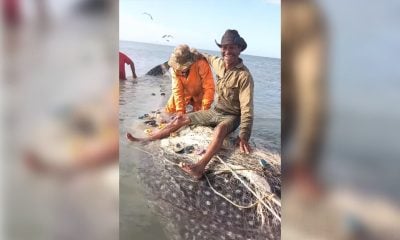 Pescadores cubanos capturan un tiburón ballena en Playa Tayabacoa