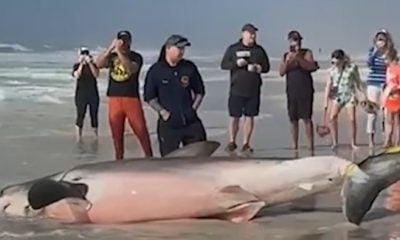 cuerpo de un colosal tiburón blanco es encontrado en una playa de Florida