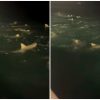 Decenas de tiburones rodean a pescadores en aguas de La Florida