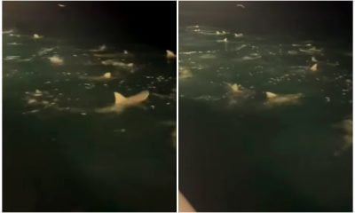 Decenas de tiburones rodean a pescadores en aguas de La Florida