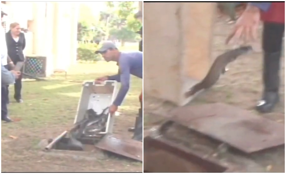 ¿Turistas en Cuba comerán claria Comienza cría de la especie en la cisterna de un hotel