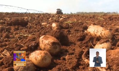 Cae rendimiento de la cosecha de papa debido a los apagones