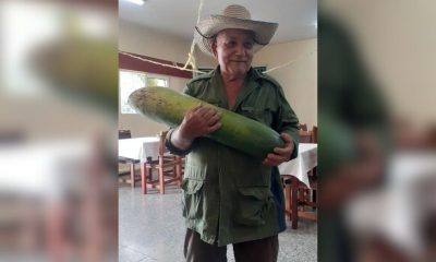 Cultivan un enorme pepino en una organopónico de la provincia de Camagüey