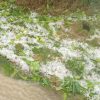 Enorme granizada con intensa lluvia cae sobre San Miguel del Padrón