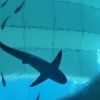 Pescadores en Miami están sorprendidos por ataques entre tiburones