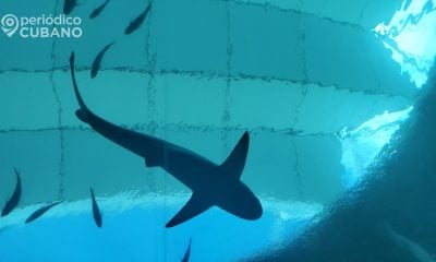 Pescadores en Miami están sorprendidos por ataques entre tiburones