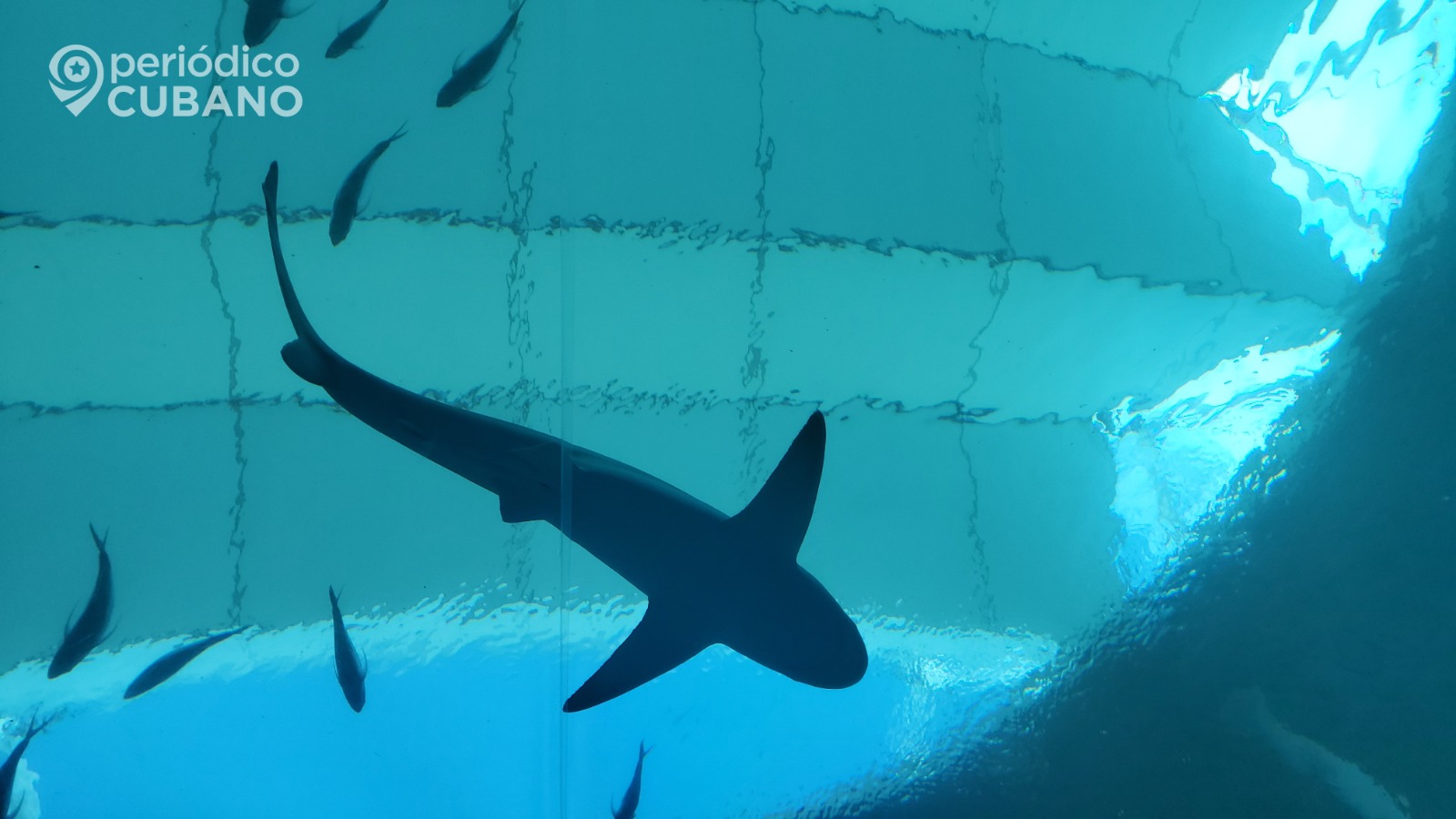 Pescadores en Miami están sorprendidos por ataques entre tiburones