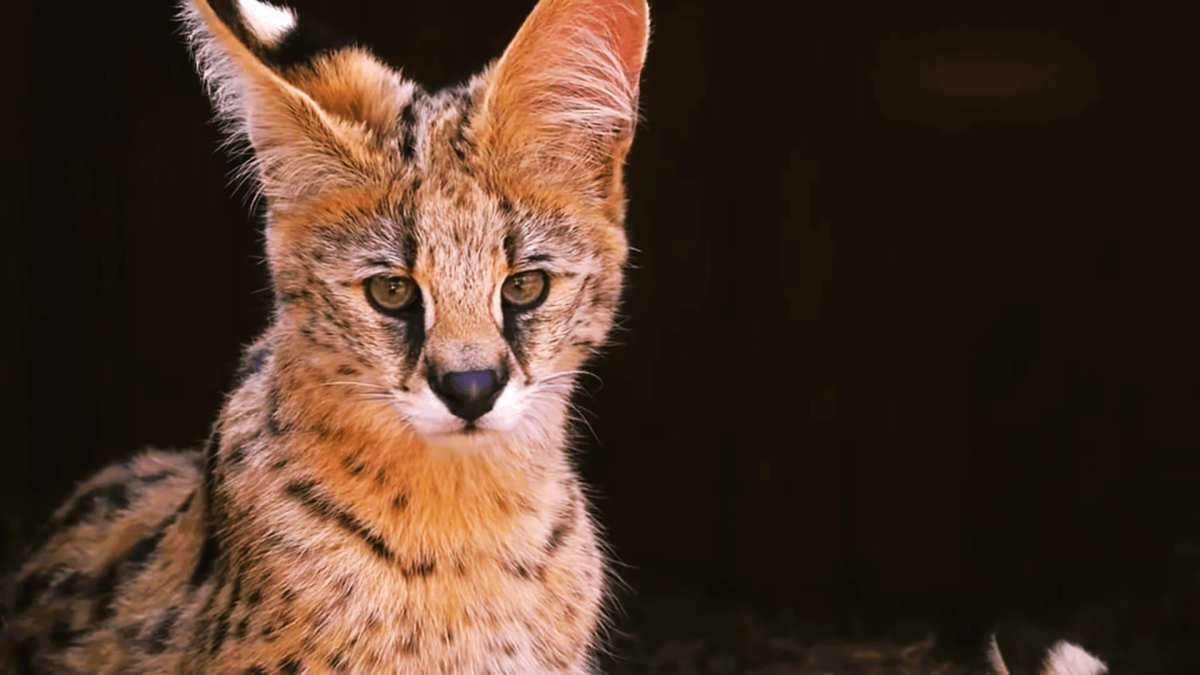 gato serval