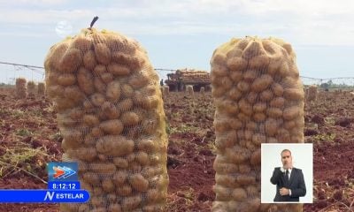 Decomisan más de seis toneladas de papa a una Mipyme en Las Tunas