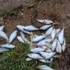 La sorprendente “lluvia de peces” en un poblado de Honduras