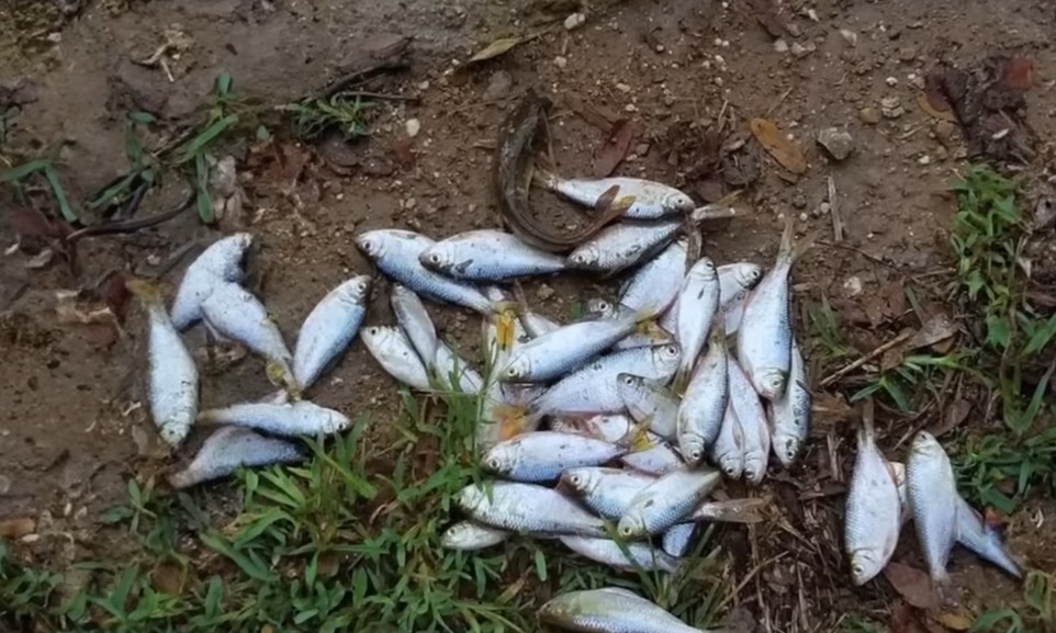 La sorprendente “lluvia de peces” en un poblado de Honduras