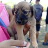 Marcha de animalistas desafía a la seguridad del Estado en el ‘Día del Perro’