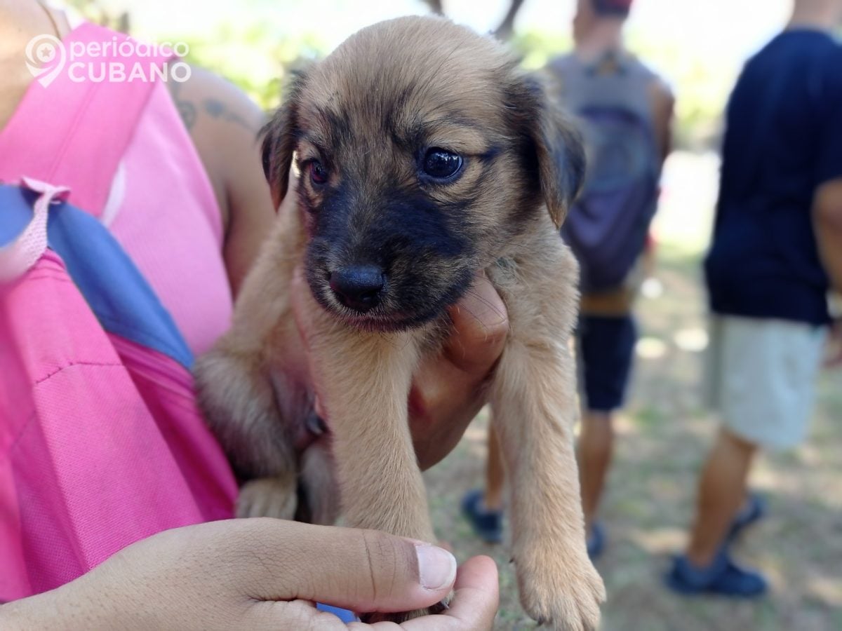 Marcha de animalistas desafía a la seguridad del Estado en el ‘Día del Perro’