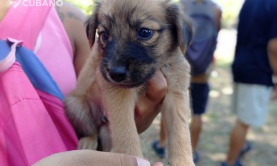 Marcha de animalistas desafía a la seguridad del Estado en el ‘Día del Perro’