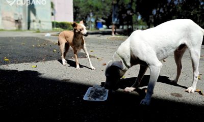 Nota oficial del Gobierno sobre la matanza de perros para vender su carne