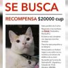 Recompensa de 20.000 pesos cubanos a cambio de un gato extraviado en La Habana