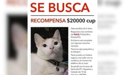 Recompensa de 20.000 pesos cubanos a cambio de un gato extraviado en La Habana