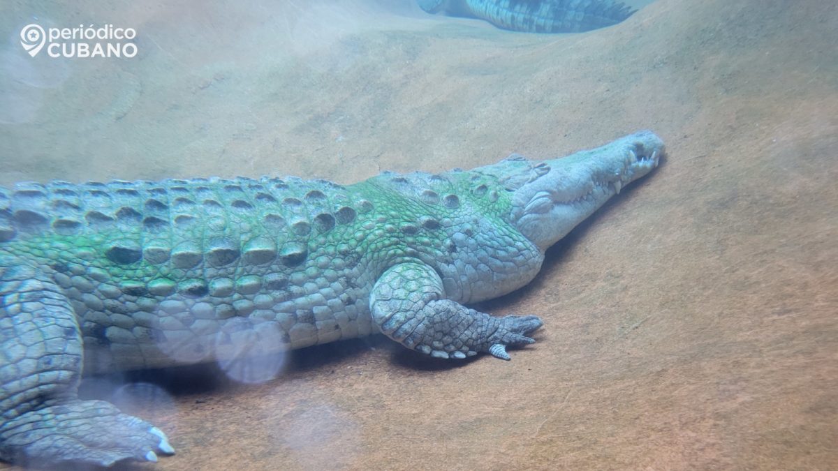 Texas disuade migración ilegal advirtiendo de la presencia de caimanes