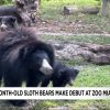 Zoológico de Miami presenta al público dos cachorros hembras de oso perezosos