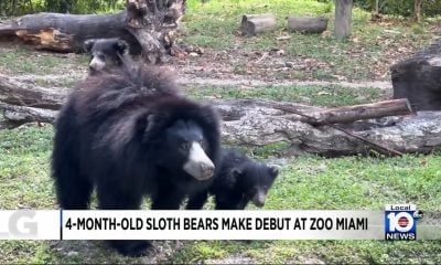 Zoológico de Miami presenta al público dos cachorros hembras de oso perezosos