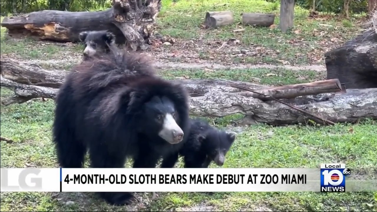Zoológico de Miami presenta al público dos cachorros hembras de oso perezosos