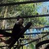 Costa Rica cumple el objetivo de cerrar sus dos últimos zoológicos estatales