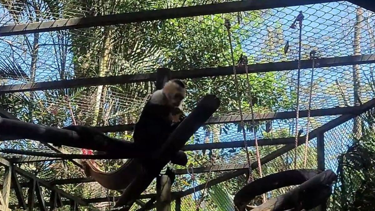 Costa Rica cumple el objetivo de cerrar sus dos últimos zoológicos estatales