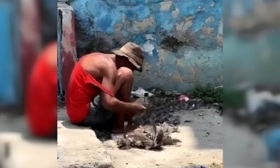 Cubano atrapa un ave carroñera para comerla con caldosa en La Habana (1)