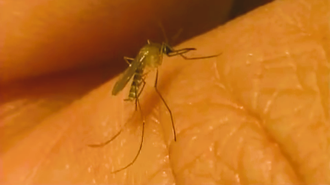Culex quinquefasciatus