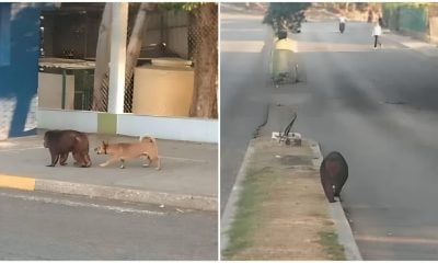 Escapa mono del Zoológico de La Habana y se pasea por la Avenida 26