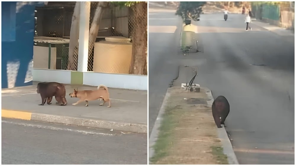 Escapa mono del Zoológico de La Habana y se pasea por la Avenida 26