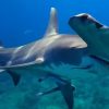 Florida sigue siendo el epicentro mundial de ataques de tiburones (1)
