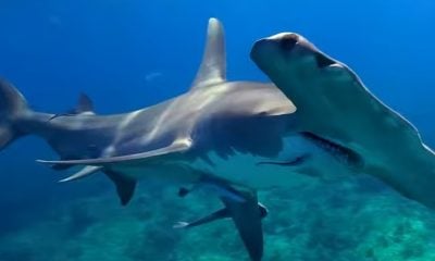 Florida sigue siendo el epicentro mundial de ataques de tiburones (1)