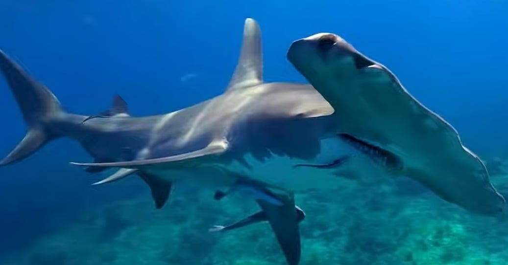 Florida sigue siendo el epicentro mundial de ataques de tiburones (1)