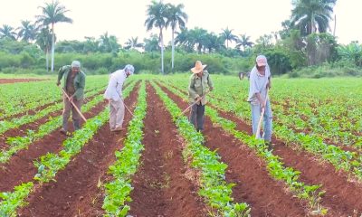 Gobierno culpa a los campesinos cubanos por desabasto de comida al cometer “ilegalidades de todo tipo”