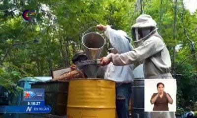 Gobierno exporta el 90% de la miel que produce y los cubanos no tienen ni azúcar