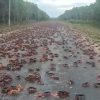 Inicia la migración de cangrejos rojos en Cienfuegos no es apto para consumo humano