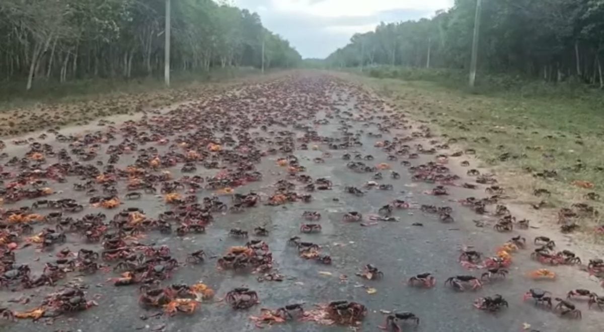 Inicia la migración de cangrejos rojos en Cienfuegos no es apto para consumo humano