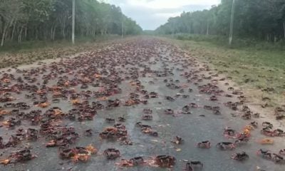 Inicia la migración de cangrejos rojos en Cienfuegos no es apto para consumo humano