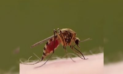 Más de 50 casos de dengue en Florida son por viajes a Cuba (1)