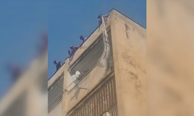Movilización policial para capturar a un mono araña en Caibarién (1)