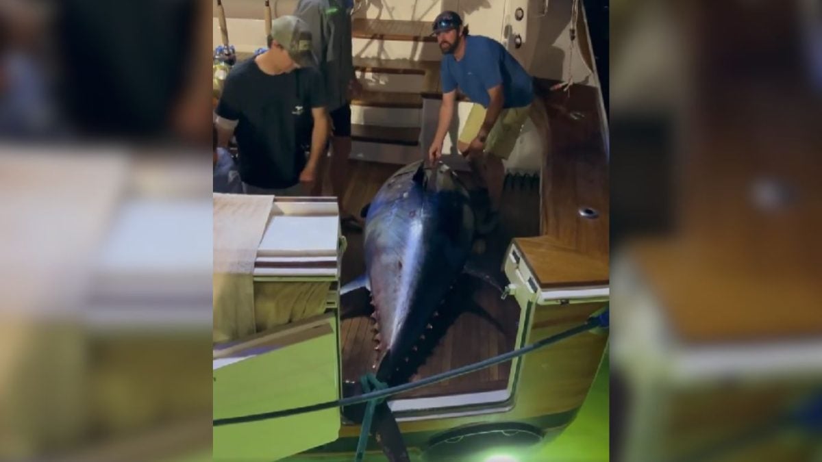 Pescadores atrapan el atún rojo más grande visto en las aguas de Florida