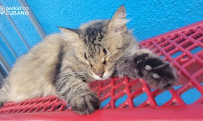 Reportan la desaparición de gatos callejeros y de casa en el municipio Playa