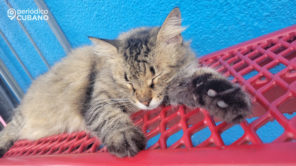 Reportan la desaparición de gatos callejeros y de casa en el municipio Playa